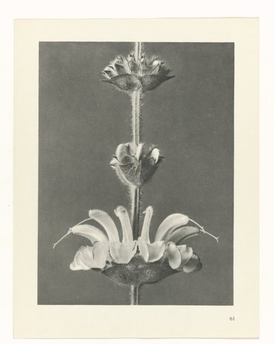plánovat studii Archetypy umění (název série) od Karl Blossfeldt