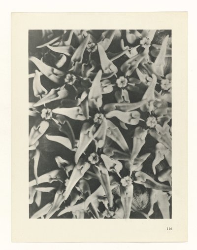 plánovat studii Archetypy umění (název série) od Karl Blossfeldt