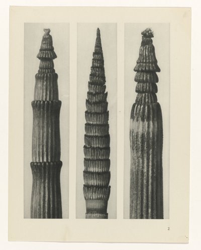 plánovat studii Archetypy umění (název série) od Karl Blossfeldt