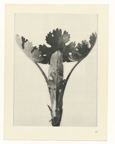 plánovat studii Archetypy umění (název série) od Karl Blossfeldt