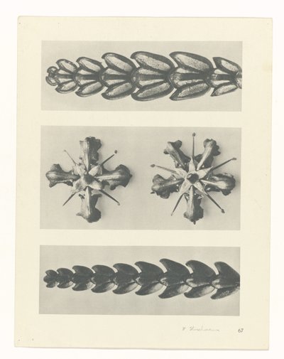 plánovat studii Archetypy umění (název série) od Karl Blossfeldt