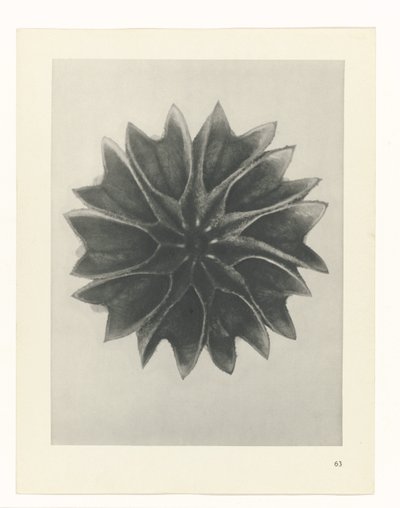plánovat studii Archetypy umění (název série) od Karl Blossfeldt