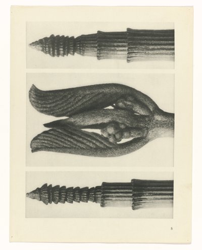 plánovat studii Archetypy umění (název série) od Karl Blossfeldt