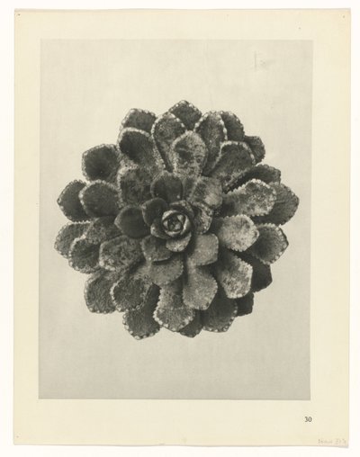 plánovat studii Archetypy umění (název série) od Karl Blossfeldt