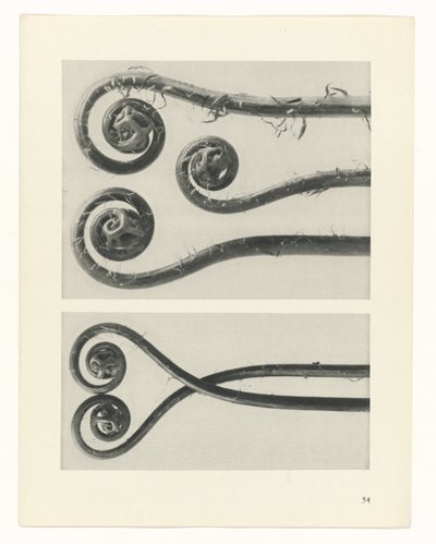 plánovat studii Archetypy umění (název série) od Karl Blossfeldt