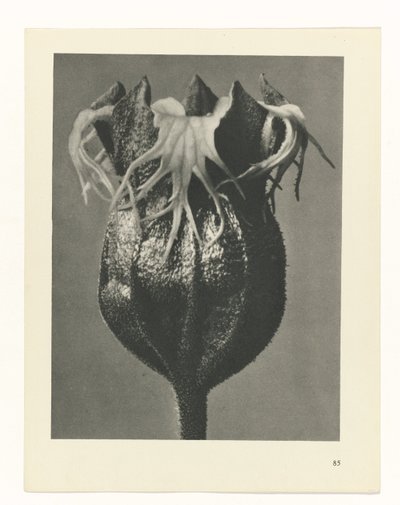 plánovat studii Archetypy umění (název série) od Karl Blossfeldt