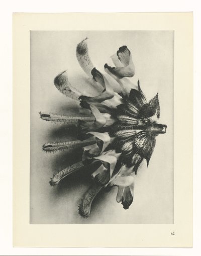 plánovat studii Archetypy umění (název série) od Karl Blossfeldt