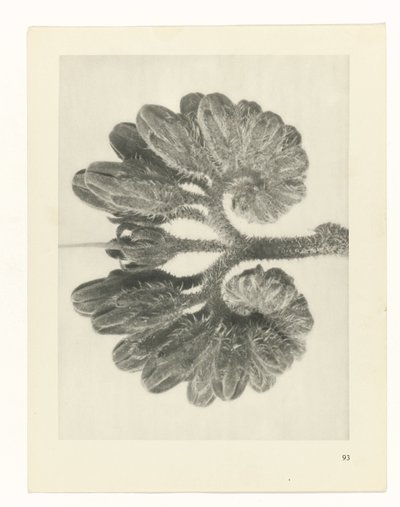 plánovat studii Archetypy umění (název série) od Karl Blossfeldt