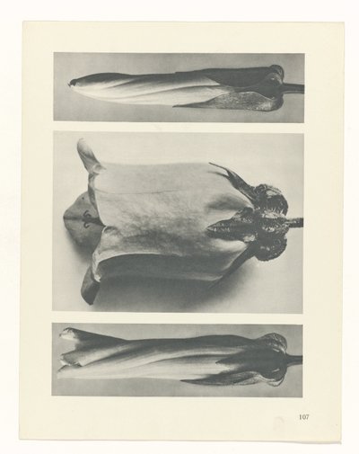 plánovat studii Archetypy umění (název série) od Karl Blossfeldt