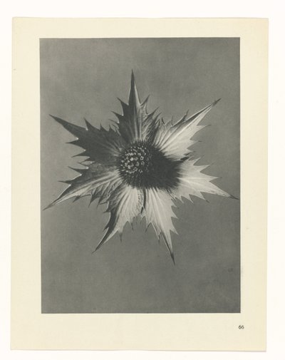 plánovat studii Archetypy umění (název série) od Karl Blossfeldt
