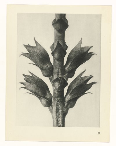 plánovat studii Archetypy umění (název série) od Karl Blossfeldt