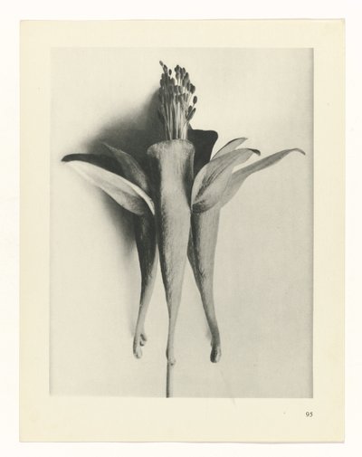 plánovat studii Archetypy umění (název série) od Karl Blossfeldt