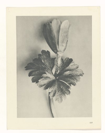 plánovat studii Archetypy umění (název série) od Karl Blossfeldt
