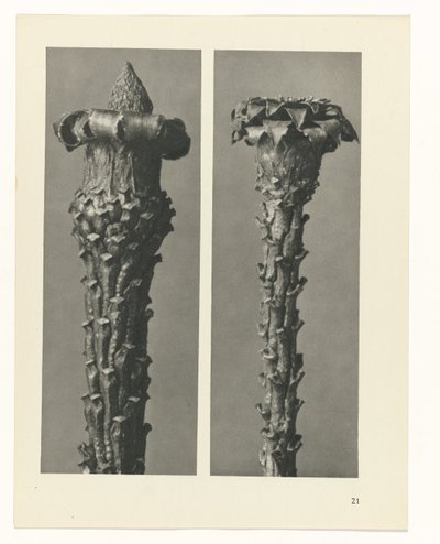 plánovat studii Archetypy umění (název série) od Karl Blossfeldt