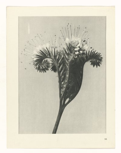 plánovat studii Archetypy umění (název série) od Karl Blossfeldt