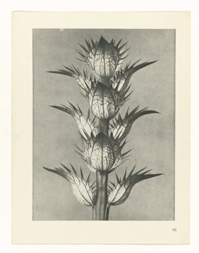 plánovat studii Archetypy umění (název série) od Karl Blossfeldt