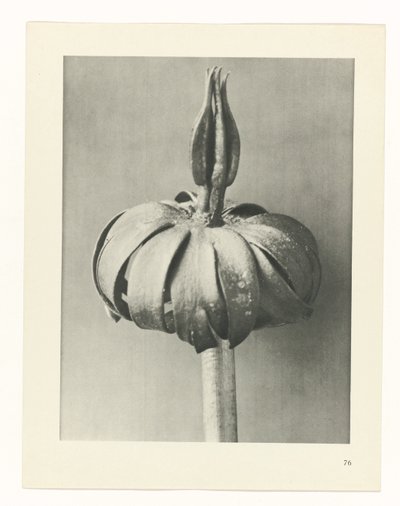 plánovat studii Archetypy umění (název série) od Karl Blossfeldt