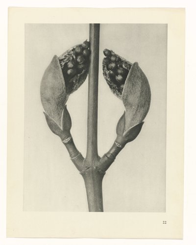 plánovat studii Archetypy umění (název série) od Karl Blossfeldt