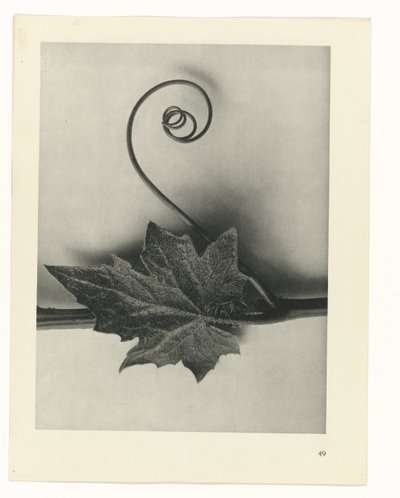 plánovat studii Archetypy umění (název série) od Karl Blossfeldt