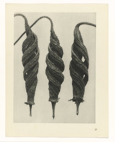 plánovat studii Archetypy umění (název série) od Karl Blossfeldt