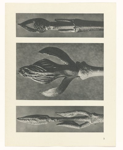 plánovat studii Archetypy umění (název série) od Karl Blossfeldt
