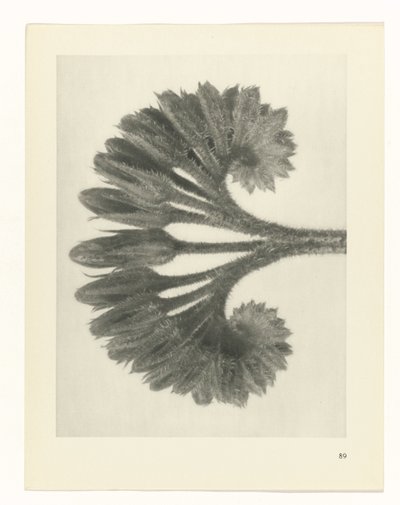 plánovat studii Archetypy umění (název série) od Karl Blossfeldt