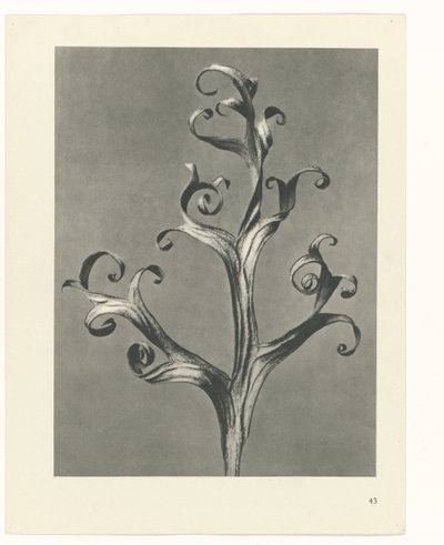 plánovat studii Archetypy umění (název série) od Karl Blossfeldt