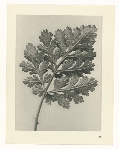 plánovat studii Archetypy umění (název série) od Karl Blossfeldt
