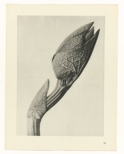 plánovat studii Archetypy umění (název série) od Karl Blossfeldt