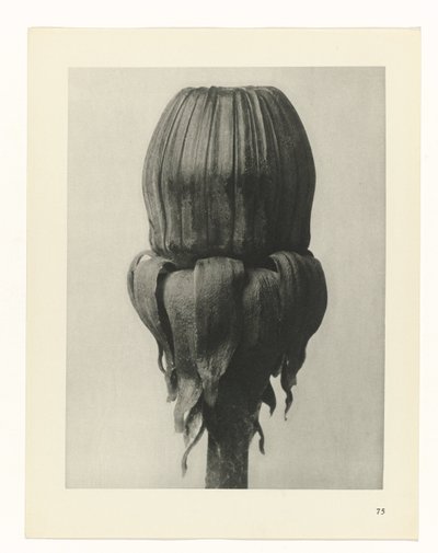 plánovat studii Archetypy umění (název série) od Karl Blossfeldt