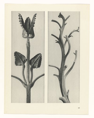 plánovat studii Archetypy umění (název série) od Karl Blossfeldt