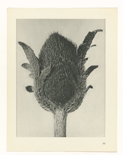 plánovat studii Archetypy umění (název série) od Karl Blossfeldt