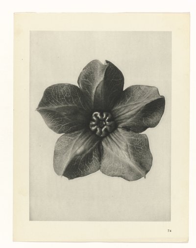 plánovat studii Archetypy umění (název série) od Karl Blossfeldt