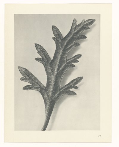 plánovat studii Archetypy umění (název série) od Karl Blossfeldt