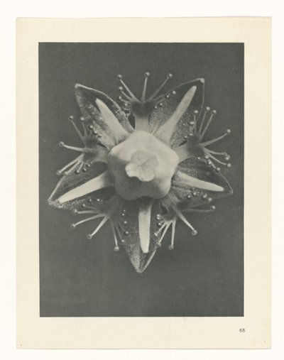 plánovat studii Archetypy umění (název série) od Karl Blossfeldt