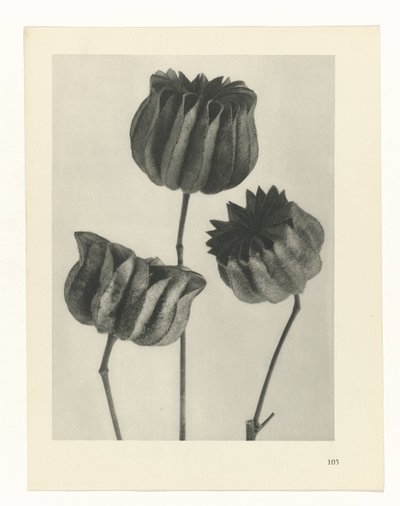 plánovat studii Archetypy umění (název série) od Karl Blossfeldt