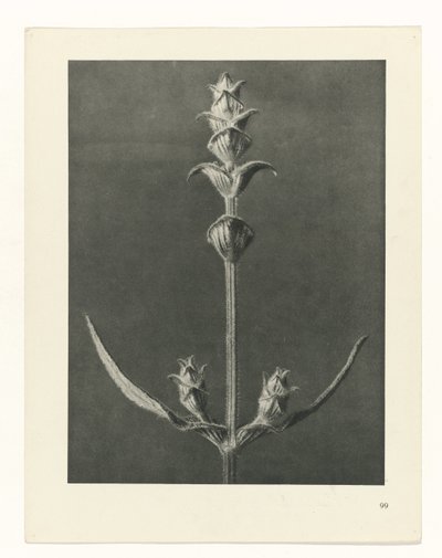 plánovat studii Archetypy umění (název série) od Karl Blossfeldt