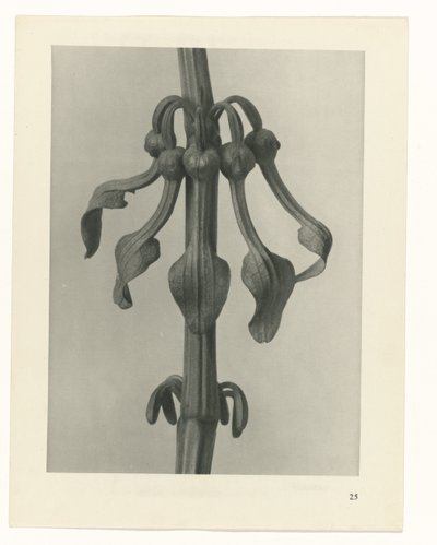 plánovat studii Archetypy umění (název série) od Karl Blossfeldt