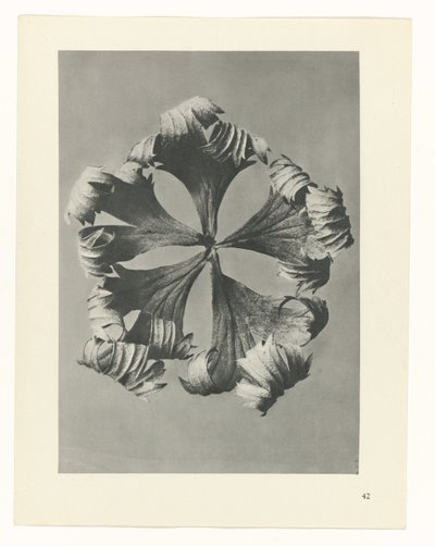 plánovat studii Archetypy umění (název série) od Karl Blossfeldt