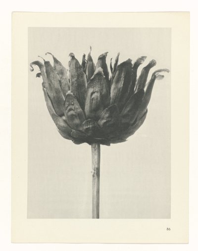 plánovat studii Archetypy umění (název série) od Karl Blossfeldt