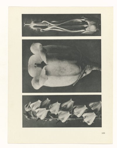 plánovat studii Archetypy umění (název série) od Karl Blossfeldt