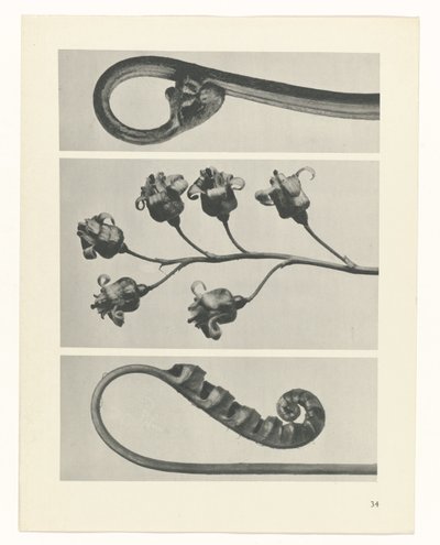 plánovat studii Archetypy umění (název série) od Karl Blossfeldt