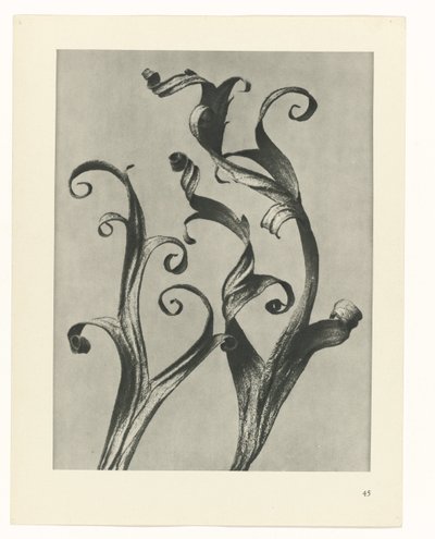 plánovat studii Archetypy umění (název série) od Karl Blossfeldt