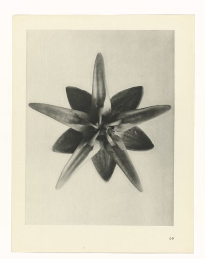 plánovat studii Archetypy umění (název série) od Karl Blossfeldt