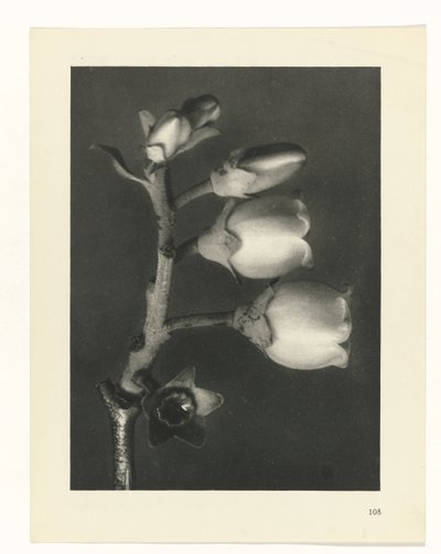 plánovat studii Archetypy umění (název série) od Karl Blossfeldt