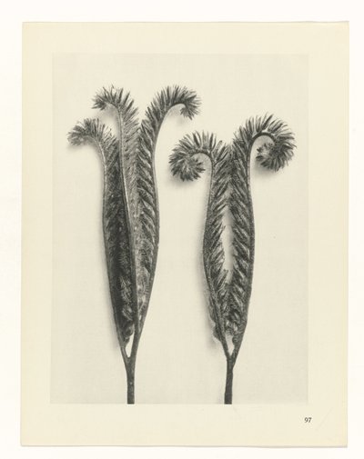 plánovat studii Archetypy umění (název série) od Karl Blossfeldt