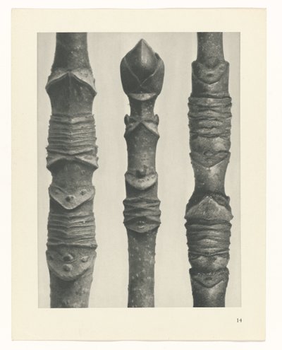 plánovat studii Archetypy umění (název série) od Karl Blossfeldt
