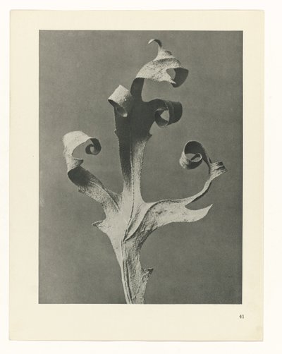 plánovat studii Archetypy umění (název série) od Karl Blossfeldt