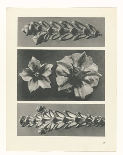 plánovat studii Archetypy umění (název série) od Karl Blossfeldt