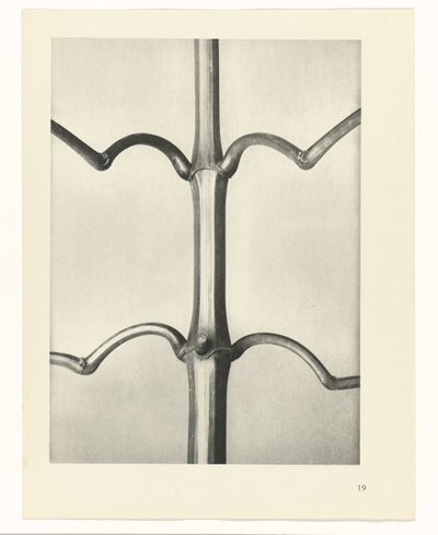 plánovat studii Archetypy umění (název série) od Karl Blossfeldt
